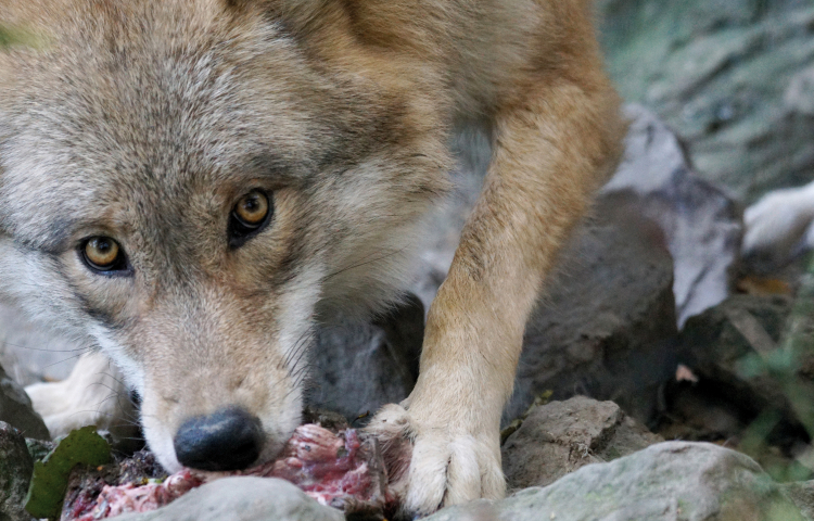 Wolf