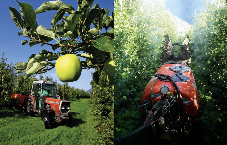 Apfel­anbau in Monokultur